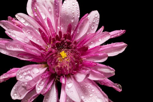 Free Dew on a Head of a Pink Blooming Gerbera Flower Stock Photo