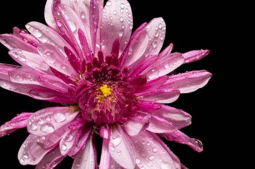 Free Close-up of a pink gerbera daisy covered in dewdrops against a black background. Stock Photo