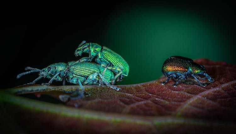 Three Assorted-color Beetles