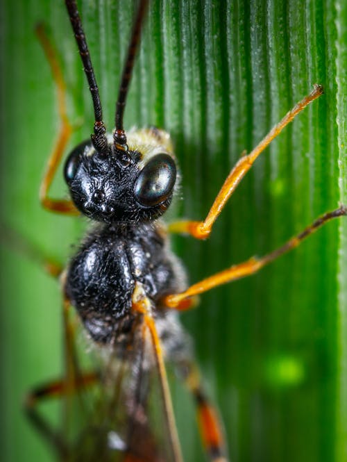 免費 棕色昆蟲在微距拍攝 圖庫相片