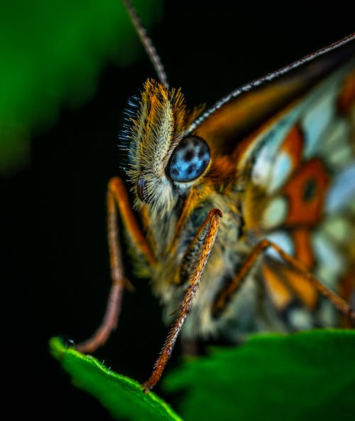 Close-up Photography of Green and Red Butterfly