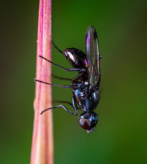 Black Bottlefly on Pink Stem