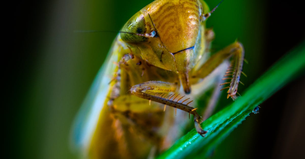 Macro Photography of Brown Insect · Free Stock Photo