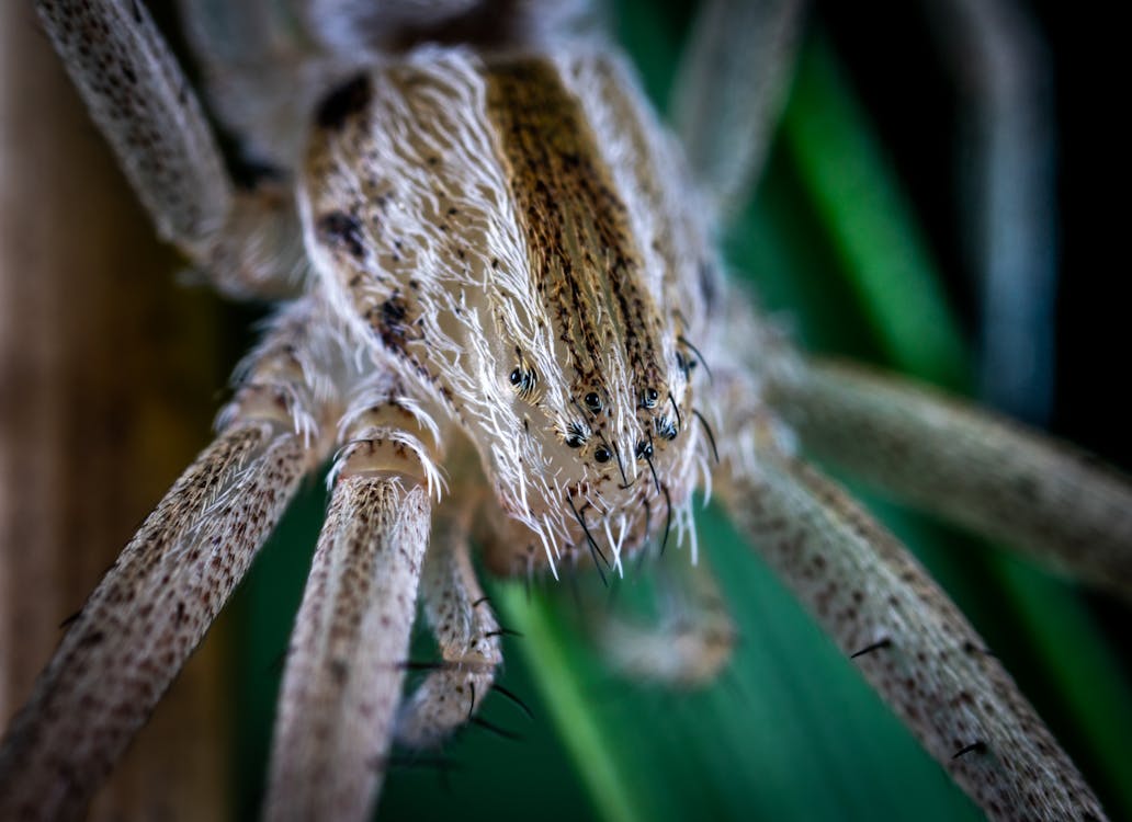 Macro Photography of Gray Spider Perched on Green Leaf