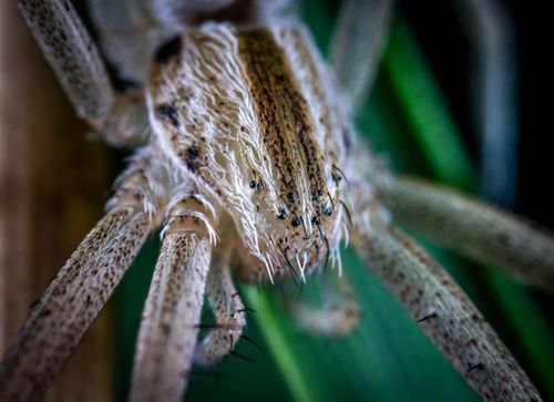 Free Close-up of a hairy jumping spider on a leaf, highlighting its detailed features. Stock Photo
