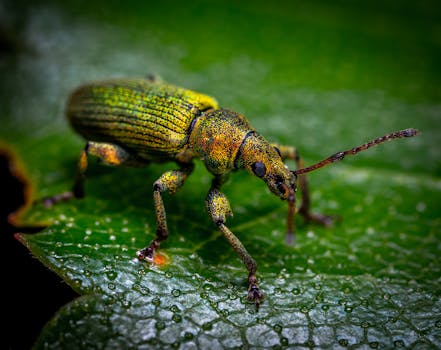 金色象甲在树叶上探索的特写，生动展现了大自然设计中丰富的色彩与复杂的细节