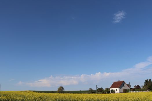 Beautiful rural landscape with a house and yellow field under a blue sky in Poland.