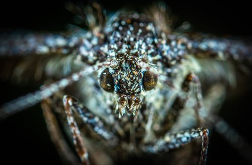 Free High-resolution macro photograph capturing intricate details of a mosquito's features. Stock Photo