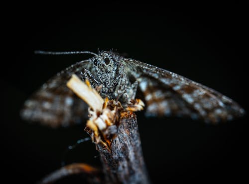 Photographie De Mise Au Point Sélective D'insecte