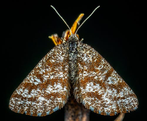 Fotografía Macro De Polilla Marrón Y Gris