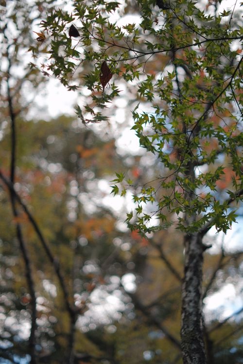 Free A tranquil view of autumn leaves in a forest with artistic focus. Stock Photo