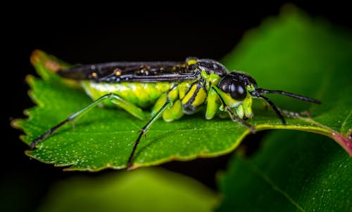 緑の葉の上にとまる緑と黒の翼のある昆虫の選択的焦点写真