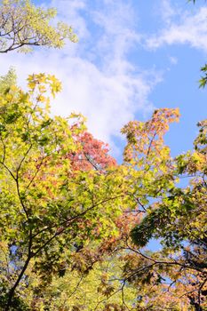 Colorful autumn leaves under a bright blue sky with scattered clouds.