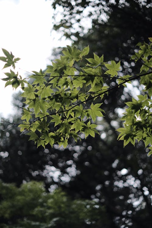 Shallow Focus of Green Tree Leaves