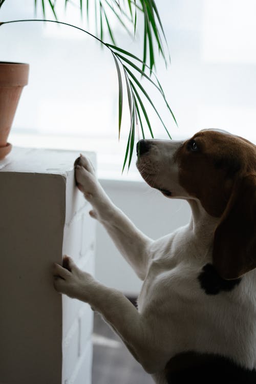 Fotobanka s bezplatnými fotkami na tému beagle, pes, psovitá šelma