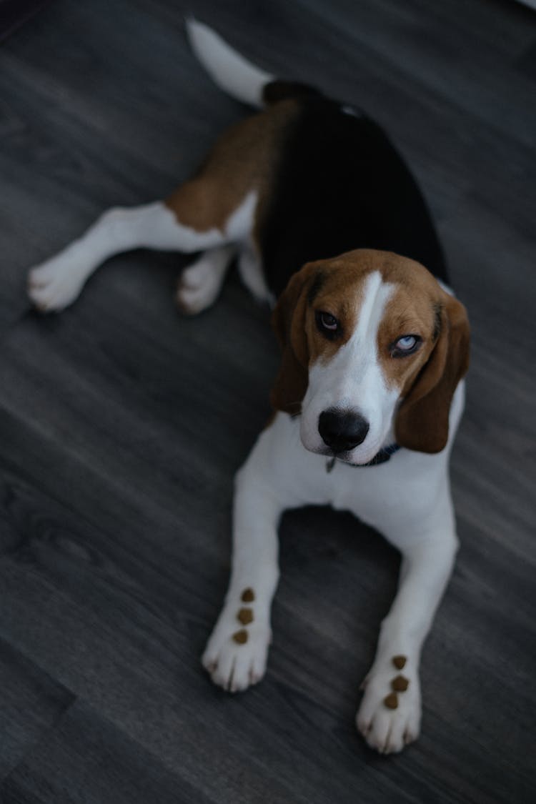 Dog Lying Down On Floor