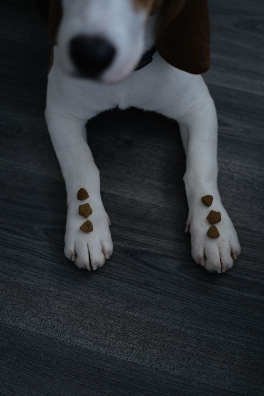 Beagle balancing crunchy bone biscuits on its paws