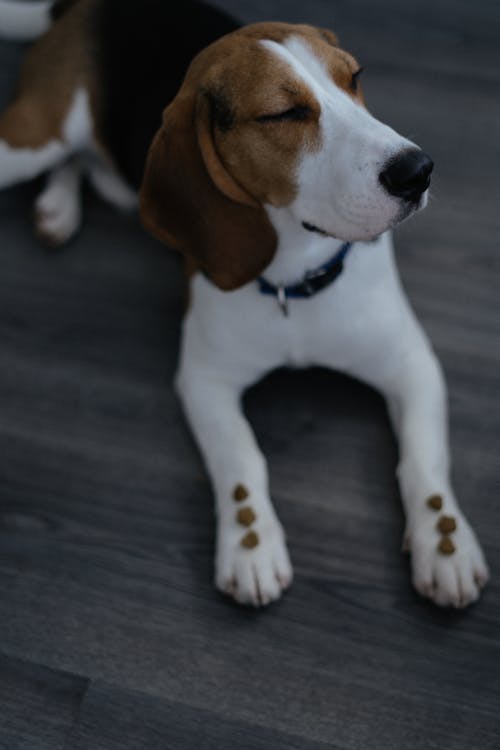 Fotobanka s bezplatnými fotkami na tému beagle, cicavec, drevený povrch