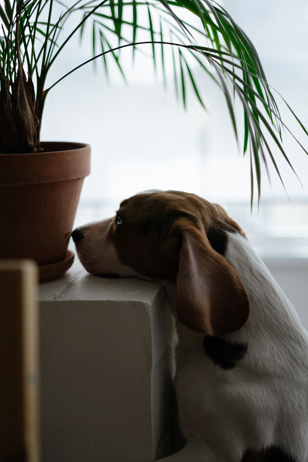 Ev bitkisine bakan köpek - temsilî görsel