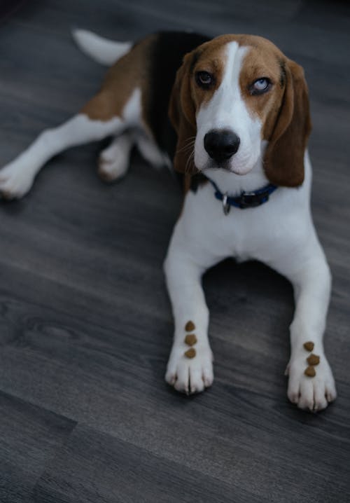 Fotobanka s bezplatnými fotkami na tému beagle, cicavec, drevený povrch