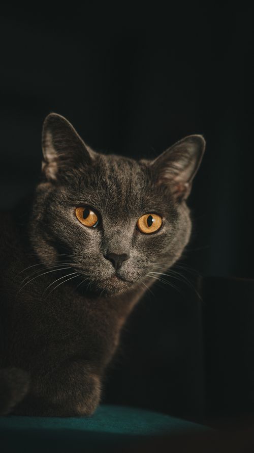 Free Close-up portrait of a gray cat with vibrant amber eyes staring intently. Ideal for domestic animal photography. Stock Photo