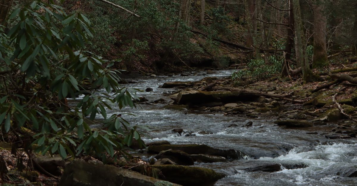 Serene forest stream flowing through lush greenery in West Virginia wilderness.