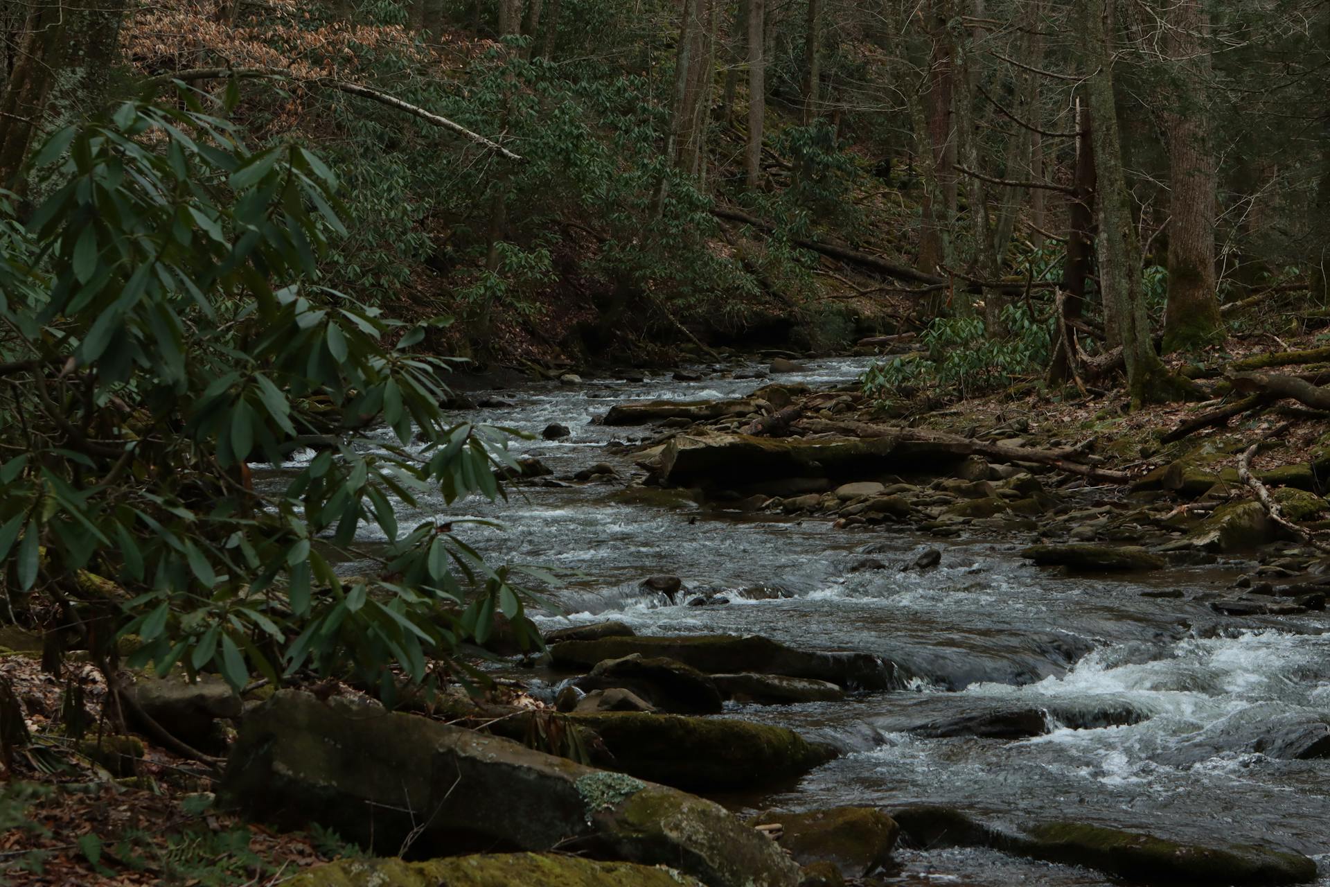 Serene forest stream flowing through lush greenery in West Virginia wilderness.