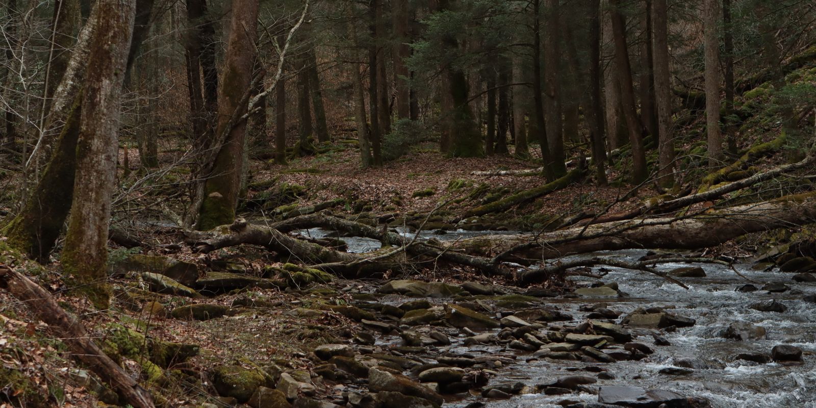 A tranquil forest stream in West Virginia's woodland