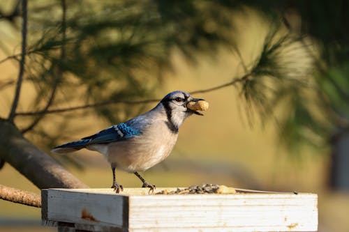 Imagine de stoc gratuită din animal, birdwatching, blue jay