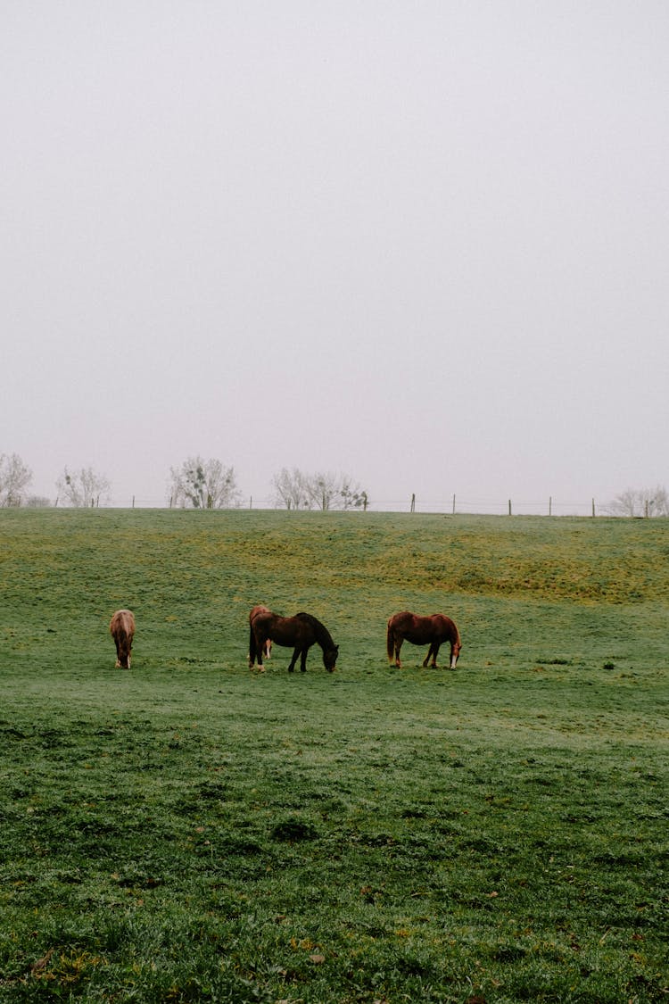 Horses Grazing 