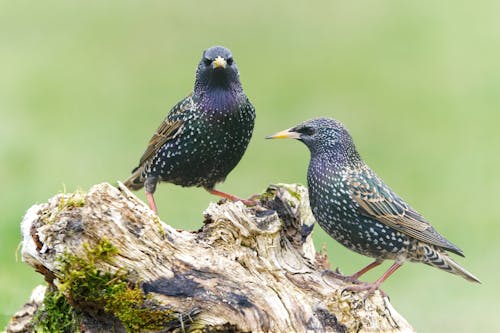 Close up of Two Common Starlings