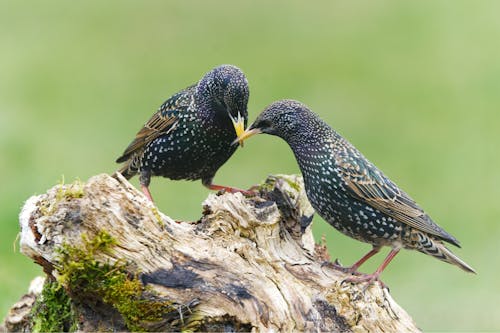 Close-Up Shot of Common Starlings on Tree Branch