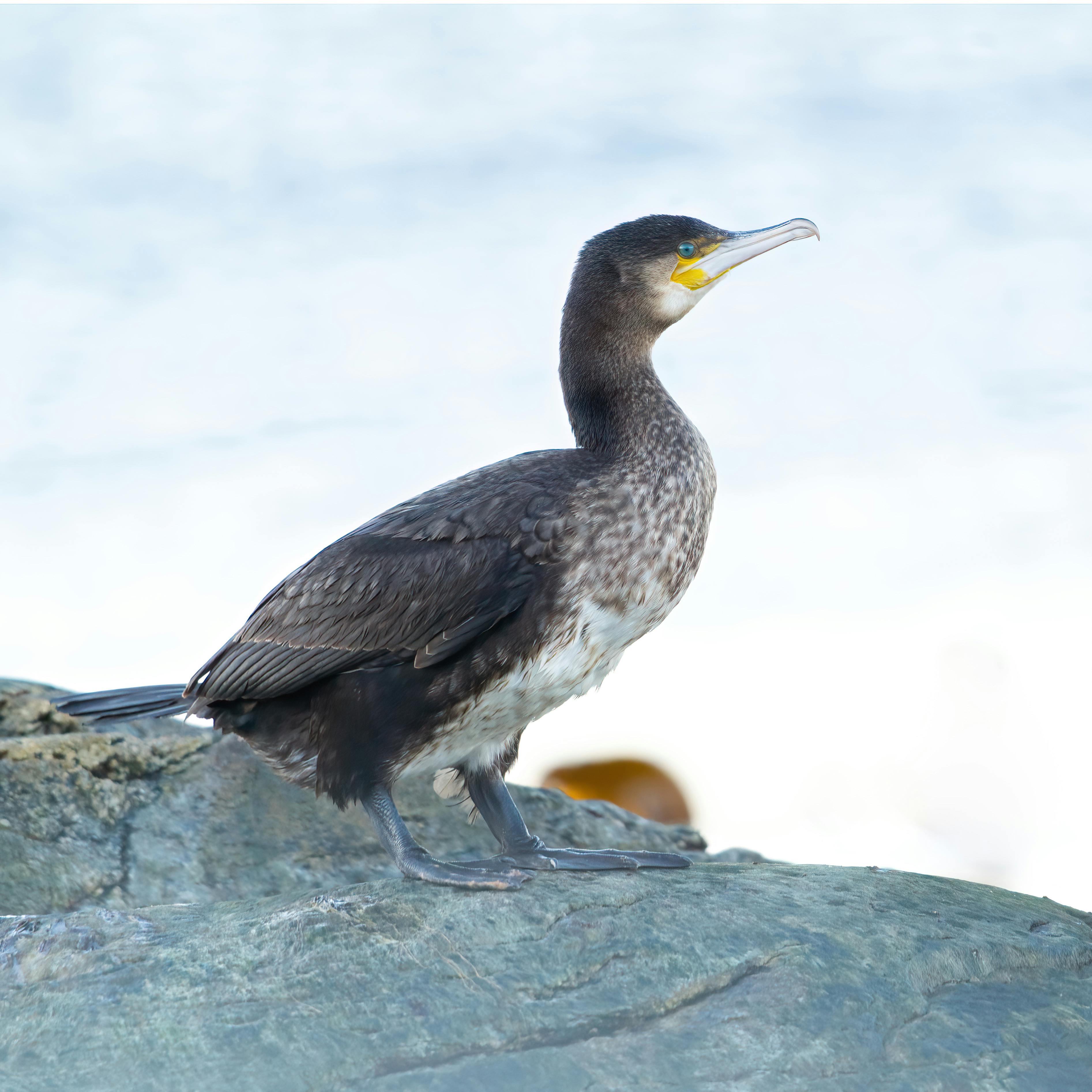 Close up of Flying Cormorant · Free Stock Photo