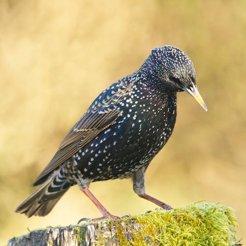 Close up of a Common Starling