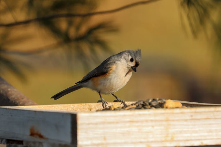 Little Crested Bird Sitting On Bird Feeder