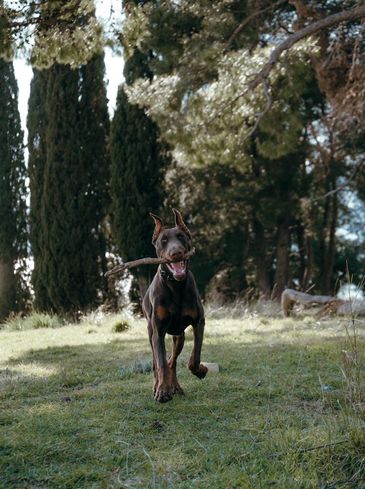 Dog Running With Stick In Mouth 