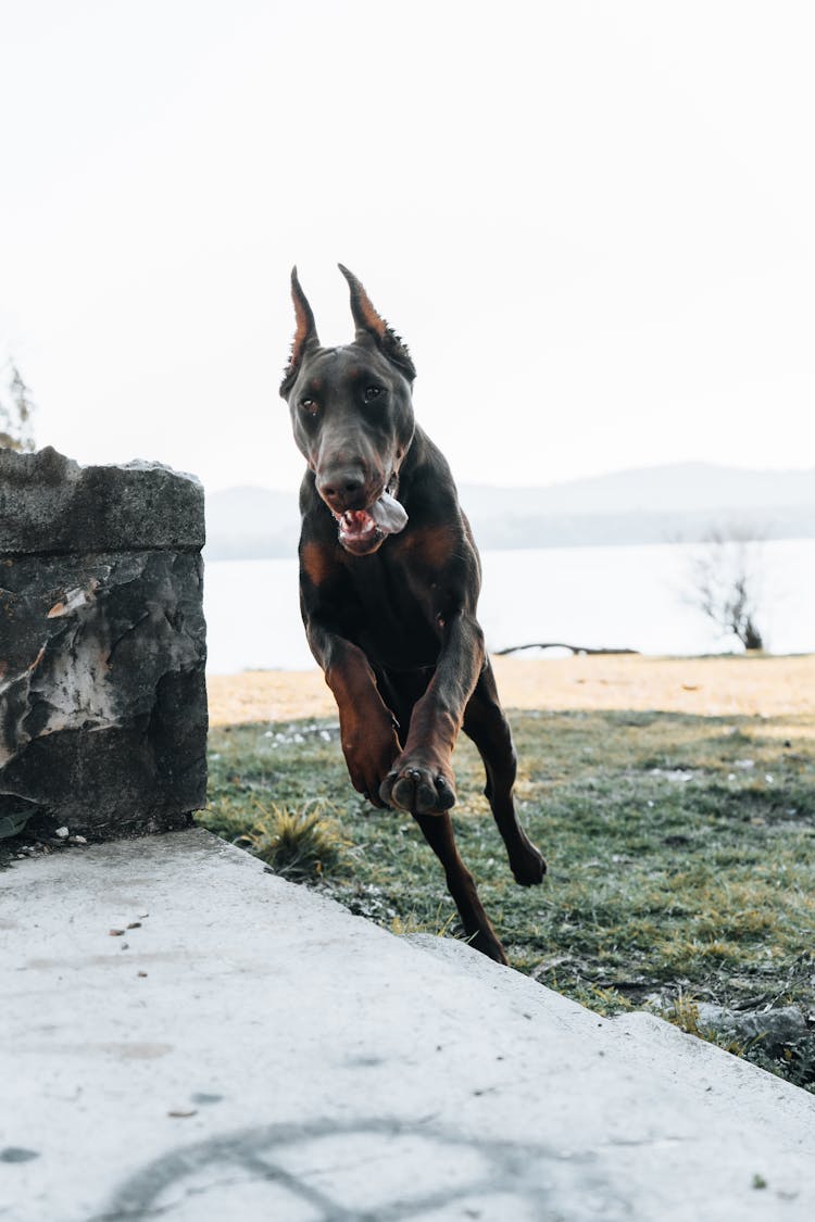 Dog Jumping Onto Platform