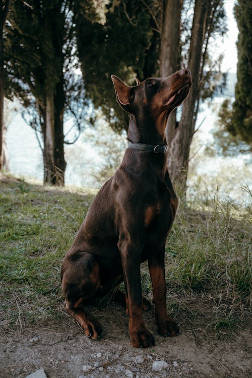 Foto d'estoc gratuïta de animal, assegut, bon gos