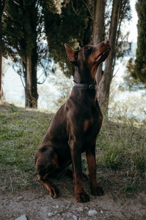 Free A Doberman sits gracefully outdoors surrounded by trees in Montenegro. Stock Photo