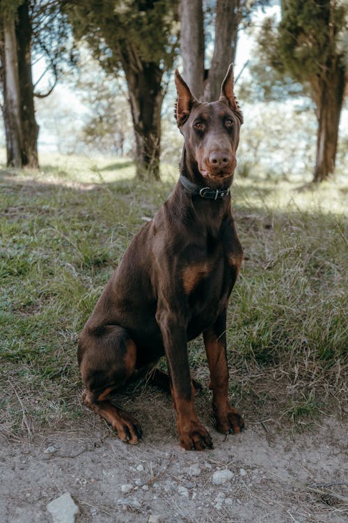 Gratis arkivbilde med doberman, dyr, dyre temaer