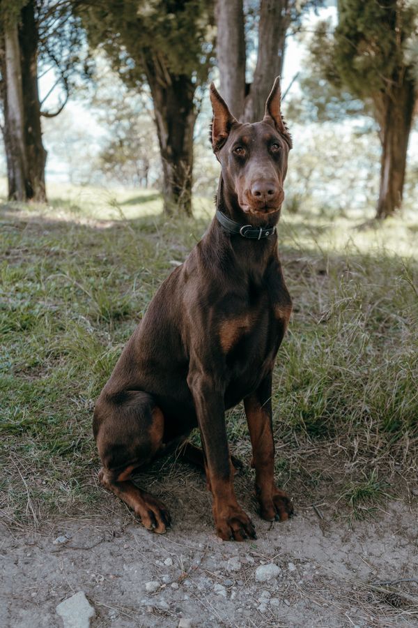 Doberman puppy - Loyalkukkapilla