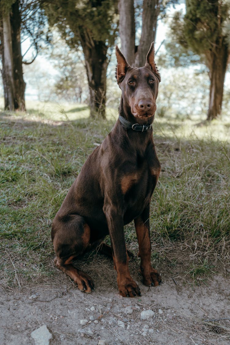 Doberman Dog Sitting On Grass