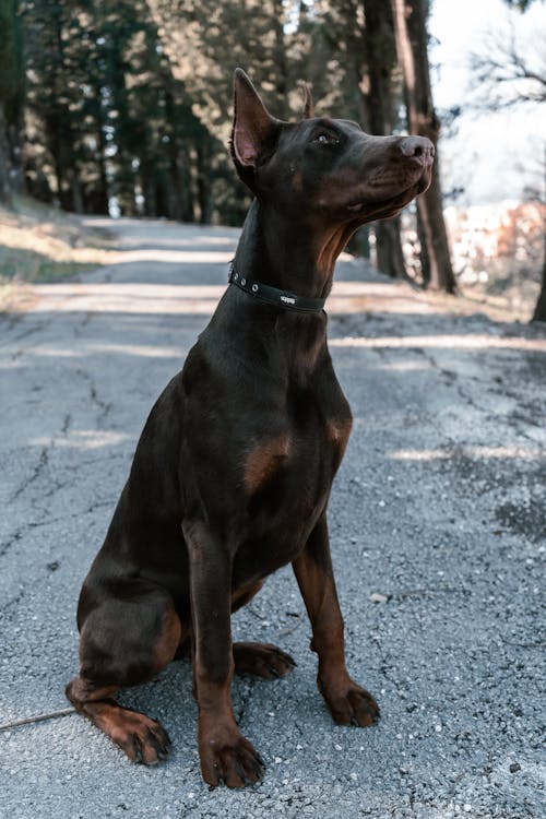 Ingyenes stockfotó állat, aranyos, doberman témában