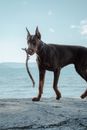 A Dog Fetching a Stick