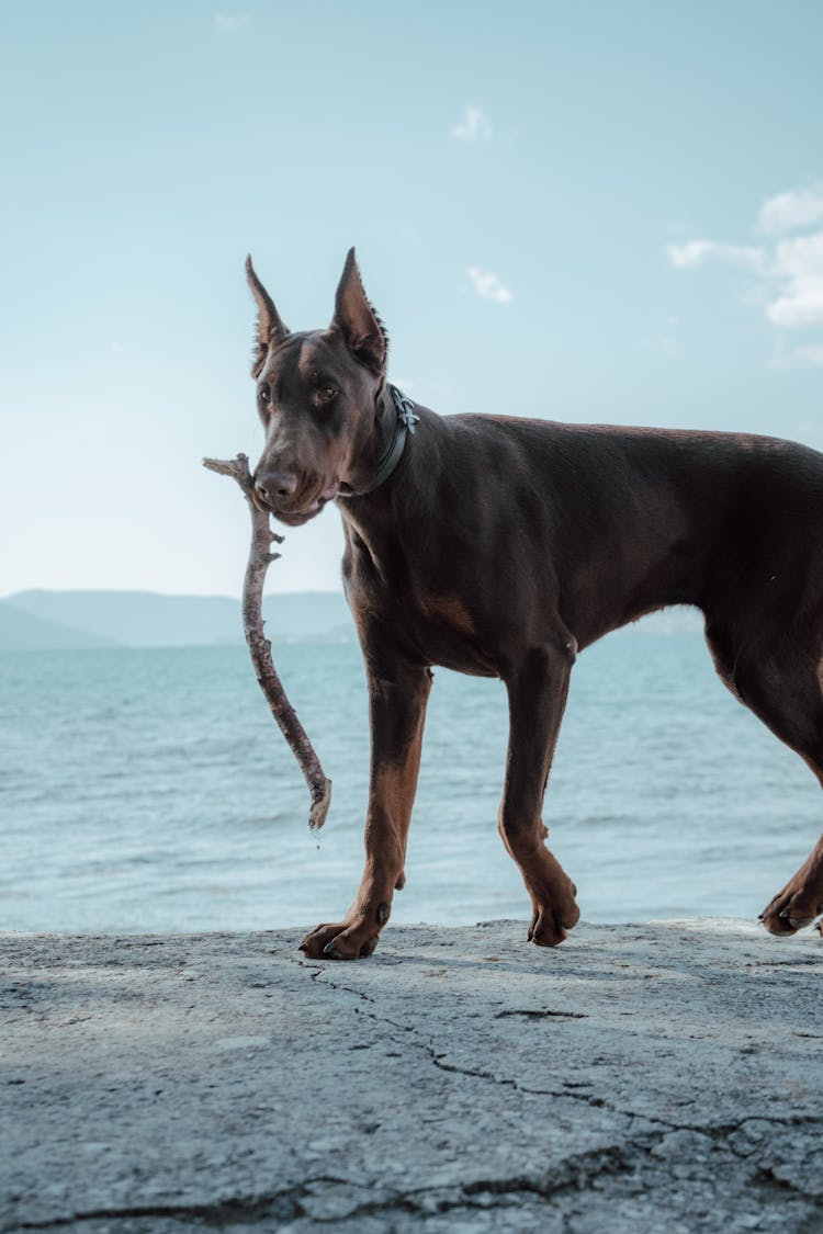 A Dog Fetching A Stick