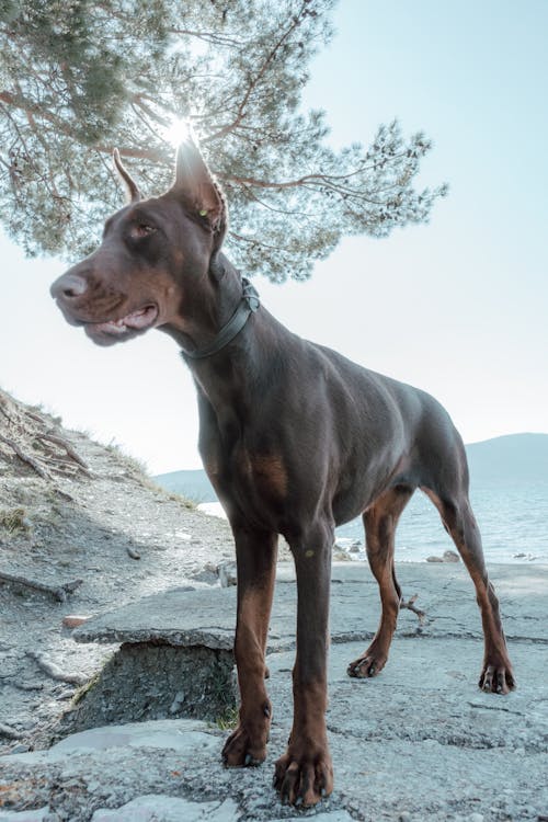 Free Black and Brown Doberman Standing on a Concrete Ground Stock Photo