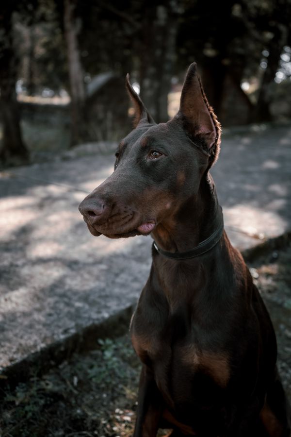 Gerçek Doberman köpeği portresi