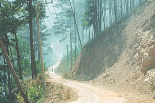 Fotos de stock gratuitas de arboles, borde del bosque, camino de tierra