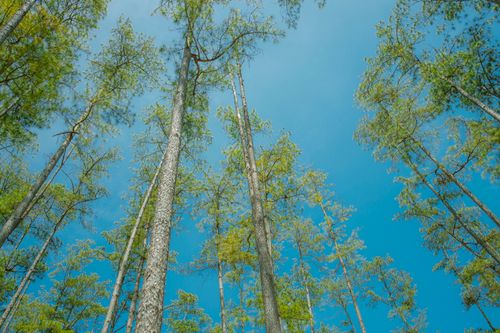 Free Low angle shot of tall pine trees reaching for the clear blue sky in Sơn La, Việt Nam. Stock Photo