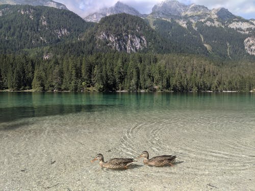 Two Brown Ducks on Lake